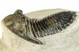 Detailed Hollardops Trilobite Fossil - Multi-Toned Preservation #351262-1